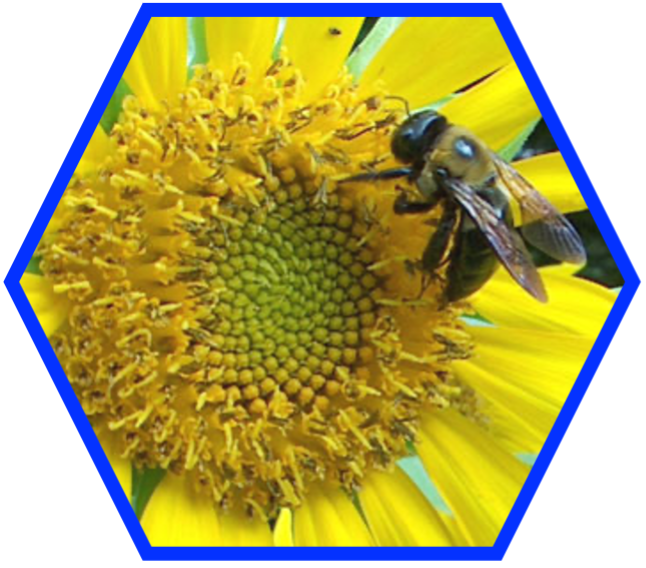 HONEYBEES AND GOLD EVENT