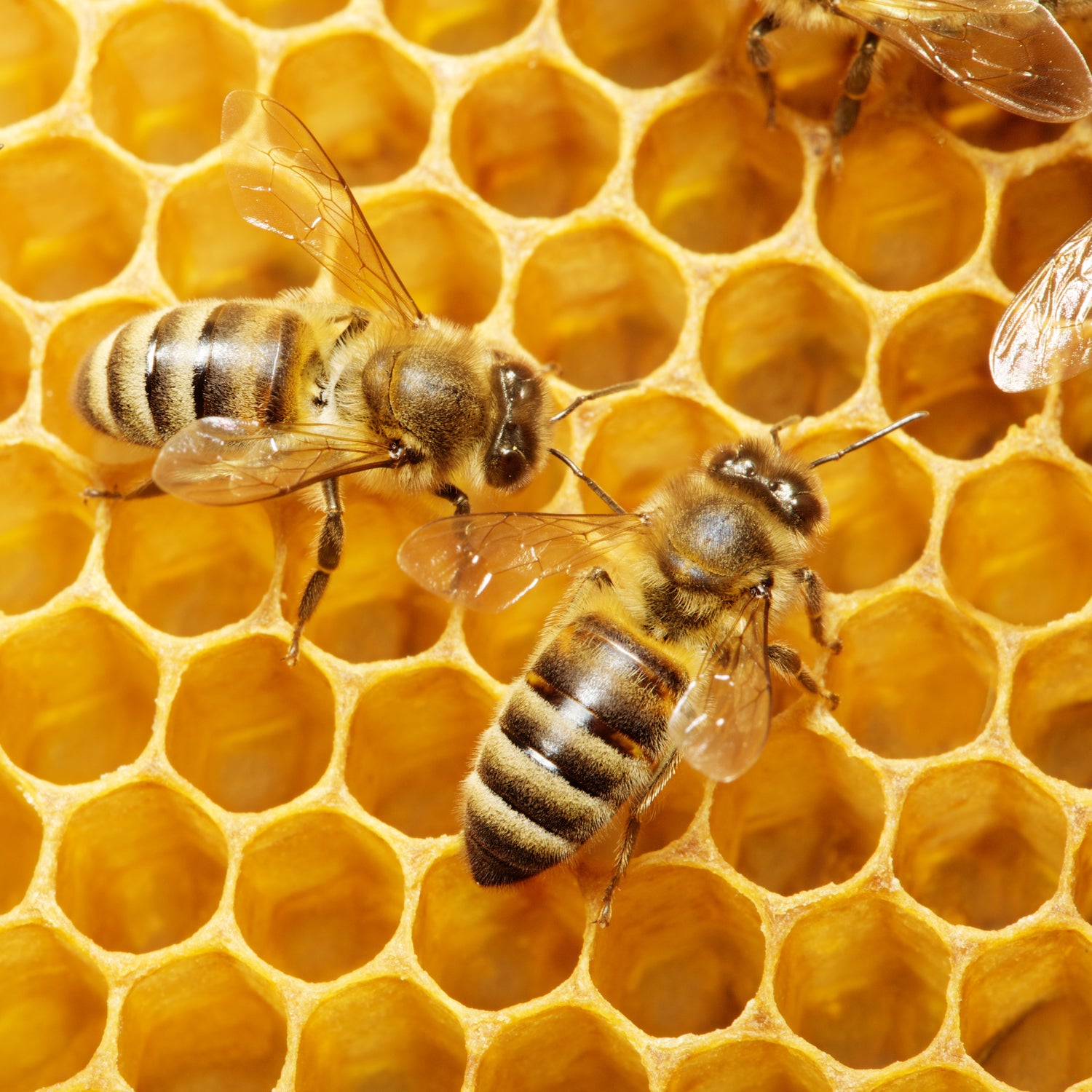 BEESWAX CANDLE MAKING