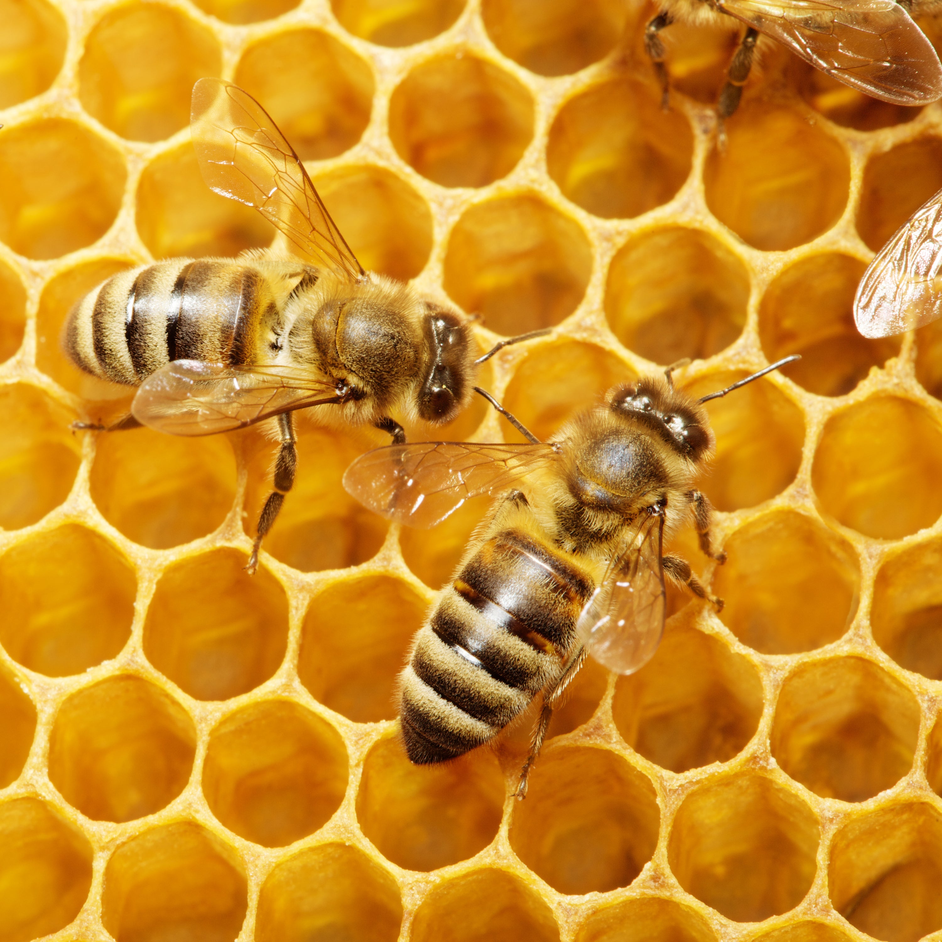 BEESWAX CANDLE MAKING