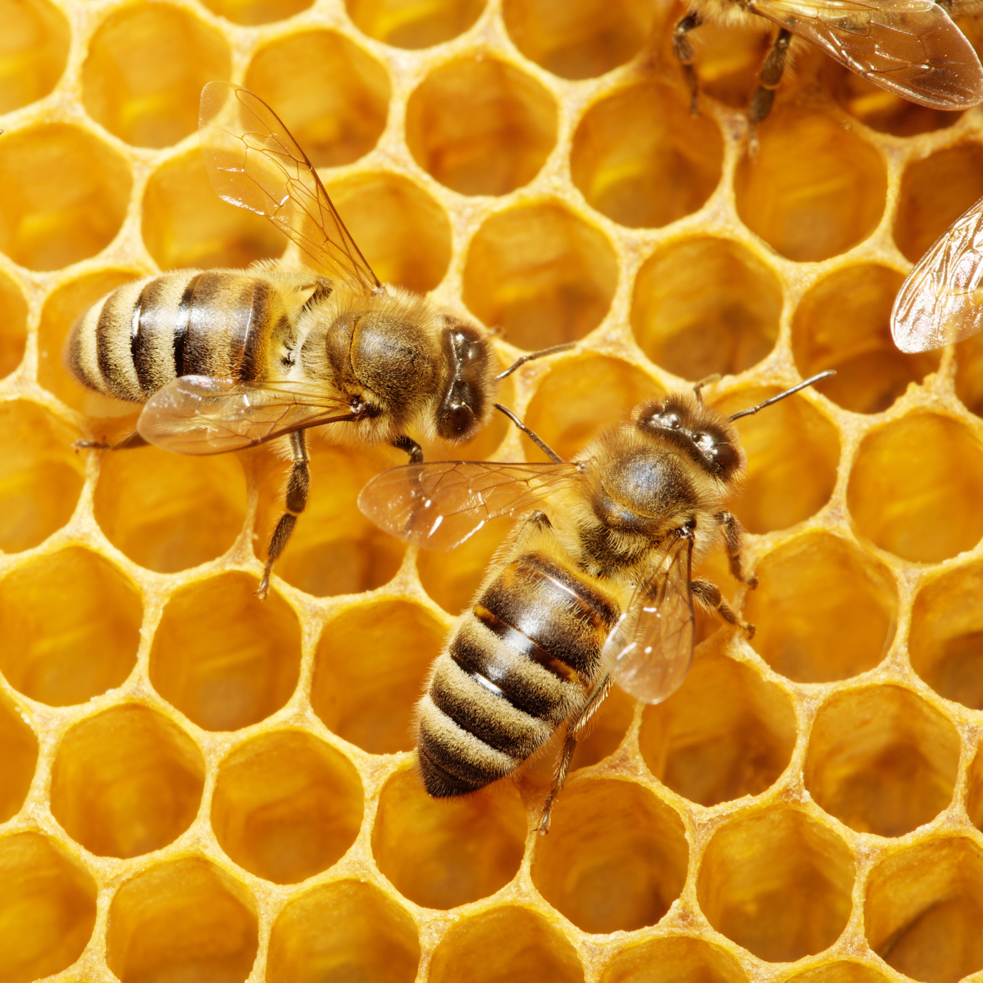 HONEYBEES AND GOLD EVENT