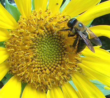 Adult beekeeping course / course portrayed by image of honey bee on sunflower front view
