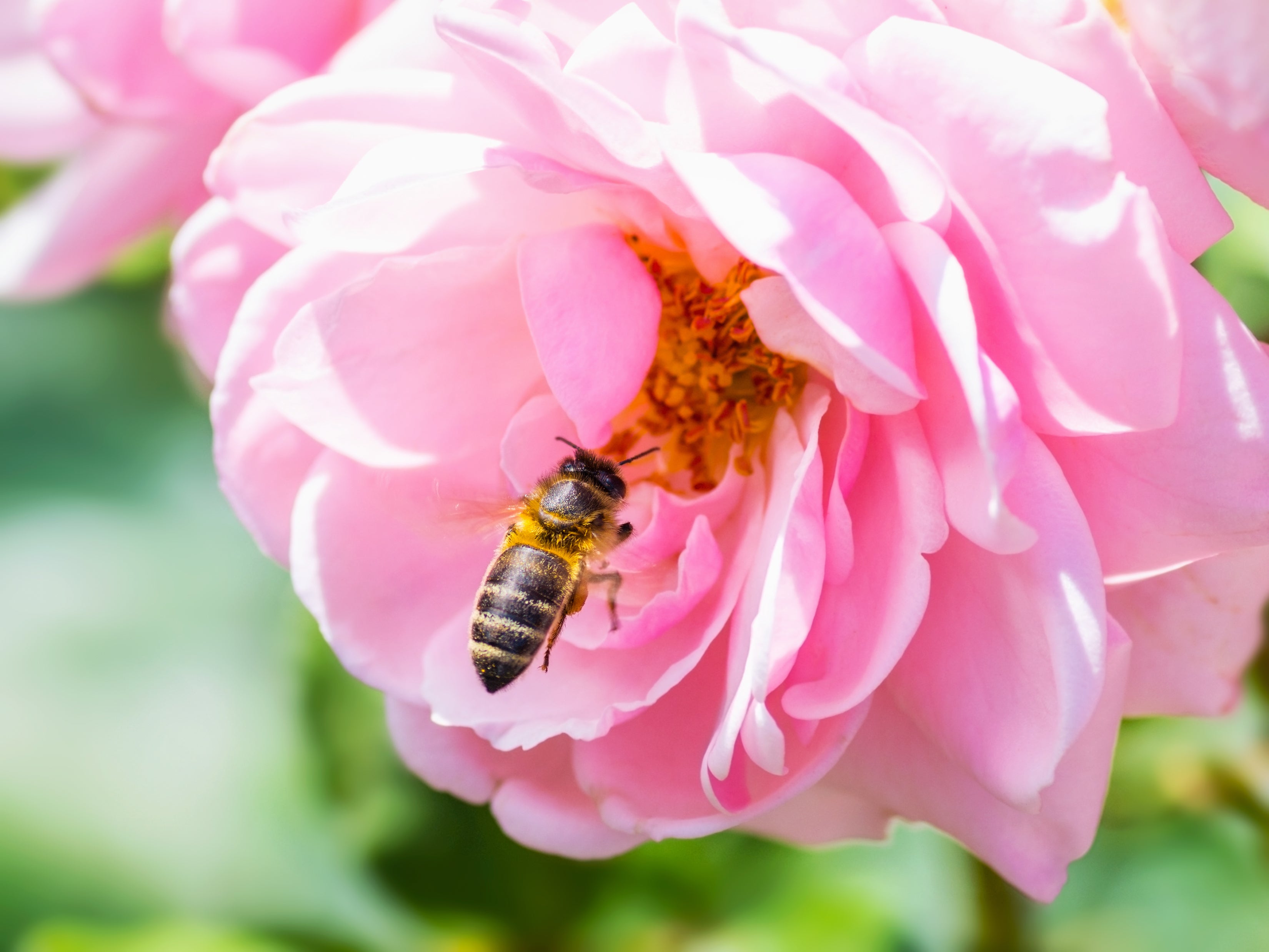 Urban Harvest &amp; The Bee Shop Garden Talks